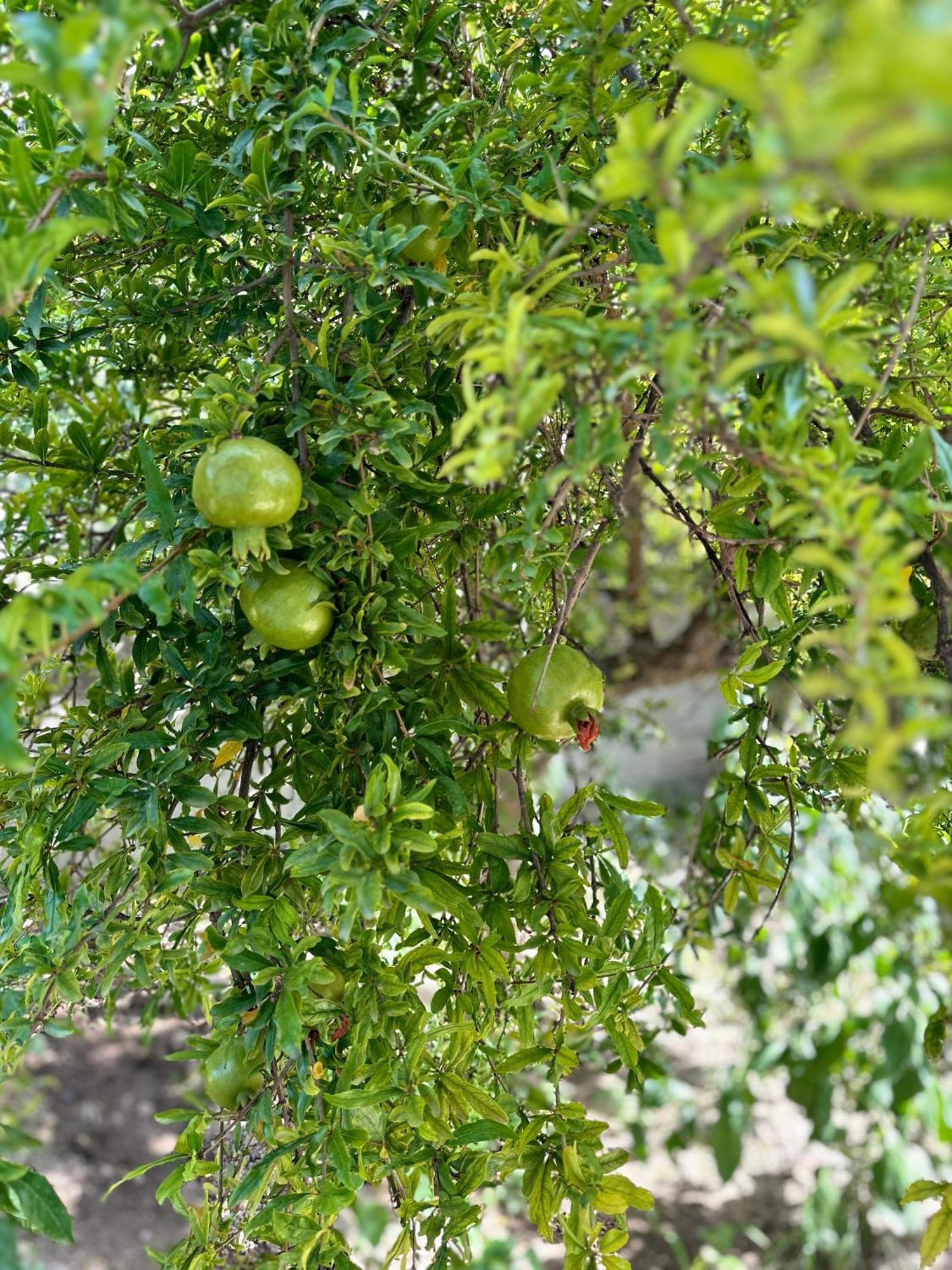 Flower'S Home Orikum Εξωτερικό φωτογραφία